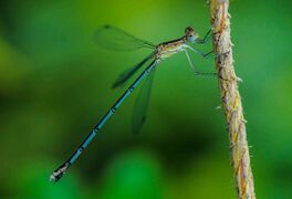 Lestes elatus