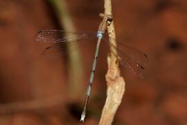 Lestes nodalis