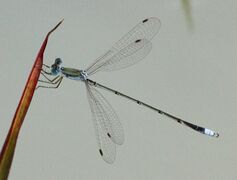 Lestes pallidus