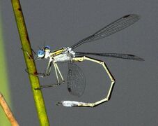 Lestes plagiatus