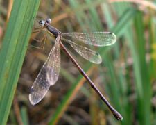 Lestes rectangularis