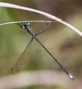 Lestes virgatus