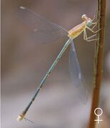 Lestes viridulus