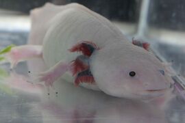 Аксолотль мексиканской амбистомы (Ambystoma mexicanum) (лейкистическая окраска)