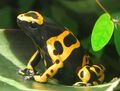 Священный древолаз (Dendrobates leucomelas)