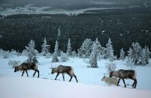 Levi - Reindeers on the Fell.jpg