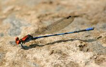 Argia cupraurea