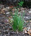 Либертия метельчатая (Libertia paniculata)