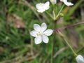 Libertia pulchella