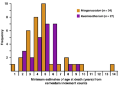 Гистограмма оценок продолжительности жизни Morganucodon и Kuehneotherium по подсчетам количества колец цемента