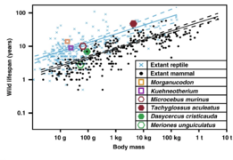Двойная диаграмма[en], построенная с учётом влияния филогении (Log10 PGLS), показывающая отношение значений массы тела (г) и максимальной продолжительности жизни в естественной среде обитания (в годах) для современных млекопитающих (n = 279), современных рептилий (n = 252) и ископаемых маммалиаформ