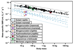 Двойная диаграмма, построенная с учётом влияния филогении (Log10 PGLS), показывающая отношение значений массы тела (г) и стандартной скорости метаболизма при допущении, что масса тела одинакова (msSMR; mL O2 h−1 g−1), для современных млекопитающих (n = 117), современных рептилий (n = 55) и ископаемых маммалиаформ (оценка)