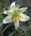 Лилия золотистая (Lilium auratum)