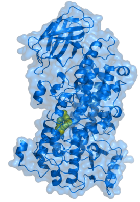 15-липоксигеназа кролика (синий) с ингибитором (жёлтый) в активном центре