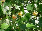 Tulip tree