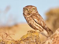 Little Owl Spain.jpg