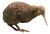 Little spotted kiwi, Apteryx owenii, Auckland War Memorial Museum white background.jpg