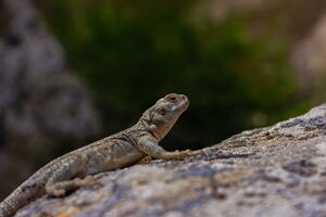 Lizard on the rock.jpg