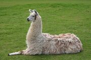 Llama lying down.jpg