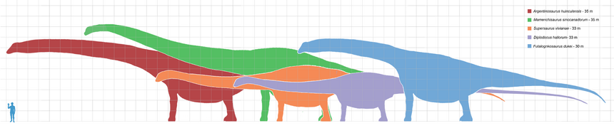 Сравнение размеров: аргентинозавр (тёмно-красный, 35 м), мамэньсизавр (зелёный, 35 м), суперзавр (оранжевый, 33 м), диплодок (фиолетовый, 33 м), Futalognkosaurus (светло-синий, 30 м)