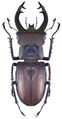 Lucanus fryi