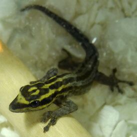 Lygodactylus kimhowelli