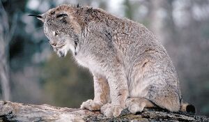 Lynx du Canada .jpg