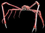 Японский краб-паук — 45 см длины карапакса и 3 м в размахе первой пары ног