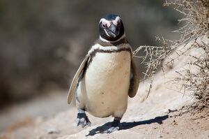 Magellanic penguin, Valdes Peninsula, e.jpg