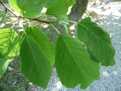 Magnolia acuminata leaves 01 by Line1.jpg