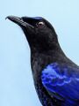 Малабарская синяя птица