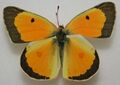 Colias eurytheme, ♂