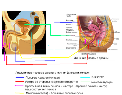 Мужские и женские тазовые органы — сходное