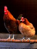 Male and female chicken sitting together.jpg