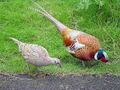 Обыкновенные фазаны, самец и самка (полевая дичь)