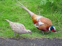 Male and female pheasant.jpg