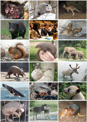 Mammal Diversity (Theria).png
