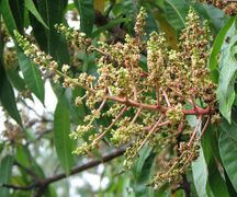 Соцветие манго (Mangifera sp.)