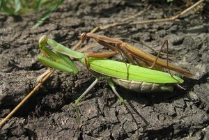 Mantis religiosa couple.JPG