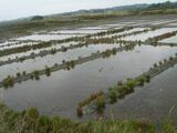 Marais salants de Guérande 3 Loire-Atlantique, France.JPG