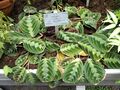 Maranta leuconeura var. leuconeura