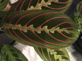 Maranta leuconeura var. erythroneura