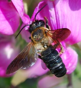 Megachile sculpturalis