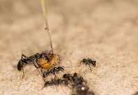 Перенос крупным рабочим муравьём термита Macrotermes bellicosus в муравейник