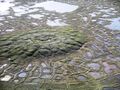 Узоры на земле[en]: активно тающий (как бы расплывающийся) бугор пучения с окружающими его морозными трещинами в земле недалеко от Тактояктука, Канада