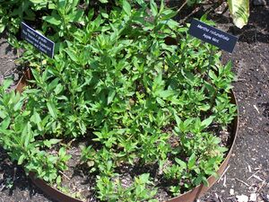 Мята gracilis и мята rotundifolia: стальное кольцо служит для контроля распространения растения.