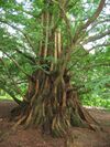 A thick tree trunk with numerous branches breaking away as far down as the base.