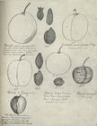 Страница из дневника И. В. Мичурина с зарисовками плодов сливы. Относится к 1900-м годам
