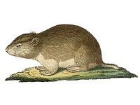 Microtus socialis.jpg