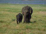 Слоны в национальном парке Миннерия